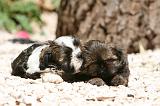 SHIH TZU 350